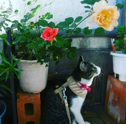 Cat pictures｜薔薇とすず。