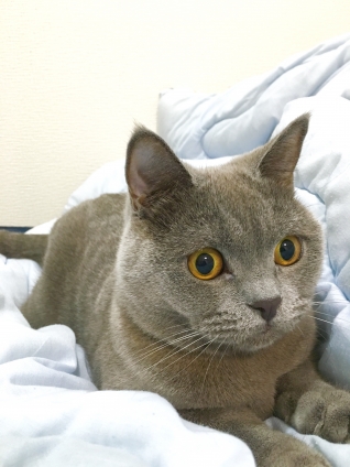 Cat pictures｜お布団！