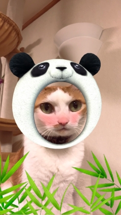 Cat pictures｜Snapchatで！その1