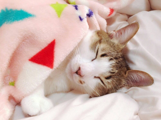 Cat pictures｜お気に入り！