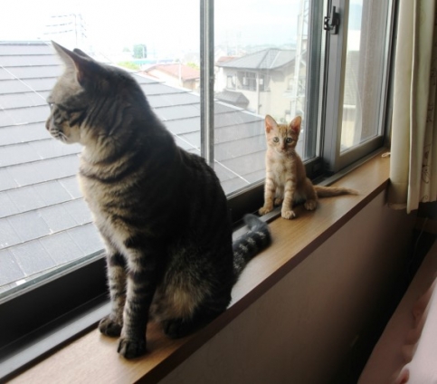Cat pictures｜窓辺にて