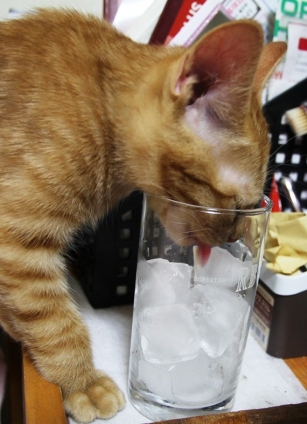 Cat pictures｜グラスの氷が気になるニャン