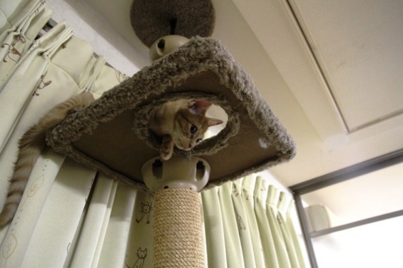 Cat pictures｜初タワー上階に登った日
