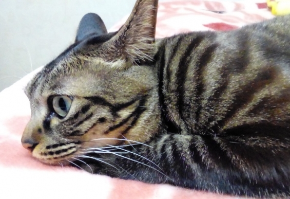 Cat pictures｜セブンの横顔