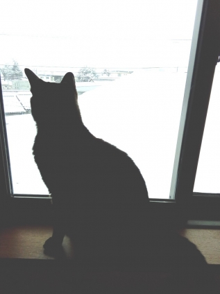 Cat pictures｜雪景色