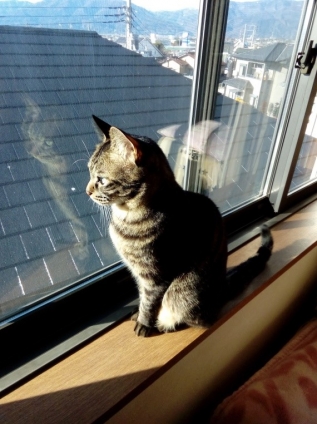 Cat pictures｜陽向のセブン