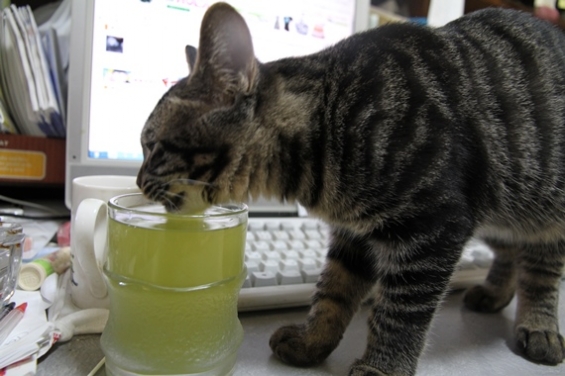 Cat pictures｜日本茶を飲むニャン