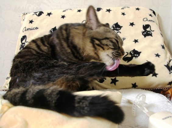 Cat pictures｜舌　なが～～い