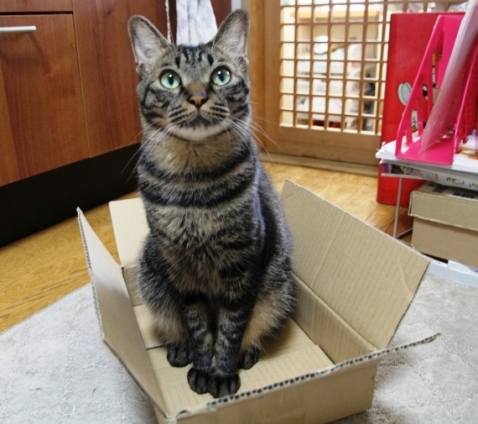 Cat pictures｜小さな箱　IN