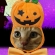 Cat pictures｜ハロウィン　エイト