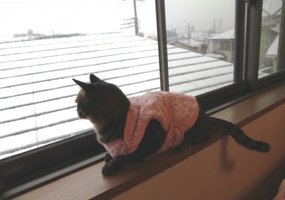 Cat pictures｜雪景色を見つめる