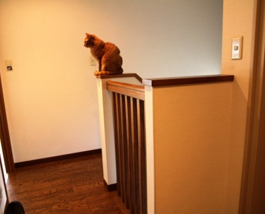 Cat pictures｜階段の上・・
