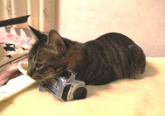Cat pictures｜ビデオカメラ枕