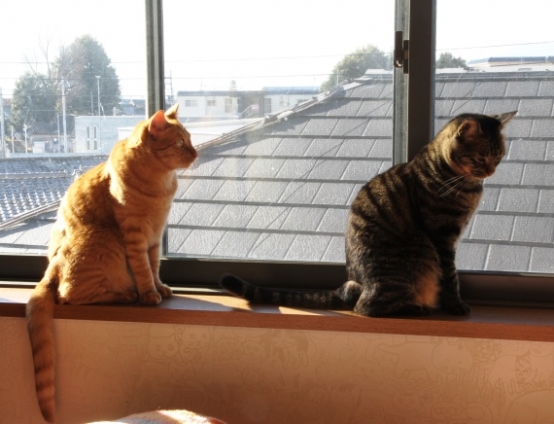 Cat pictures｜朝日を浴びて