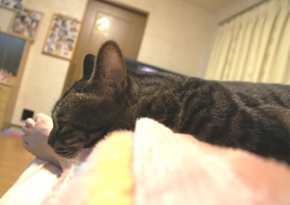 Cat pictures｜幸せの重み
