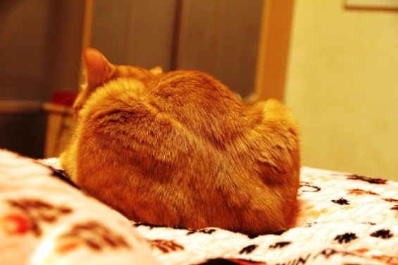 Cat pictures｜漬物石