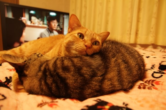 Cat pictures｜エイトの天然枕
