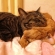Cat pictures｜猫枕　1