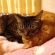 Cat pictures｜猫枕　２