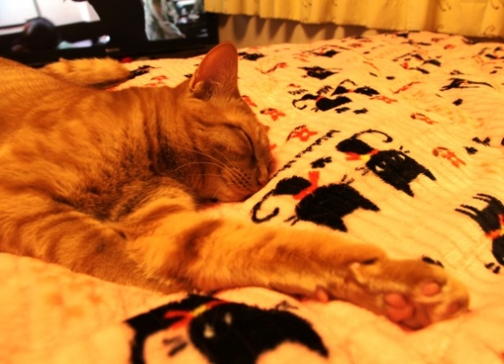 Cat pictures｜伸び～寝