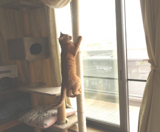 Cat pictures｜木登りタワー