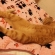 Cat pictures｜伸び伸び～寝