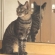 Cat pictures｜セブンが　2ニャン
