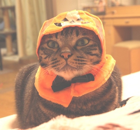 Cat pictures｜かぼちゃになった　セブン