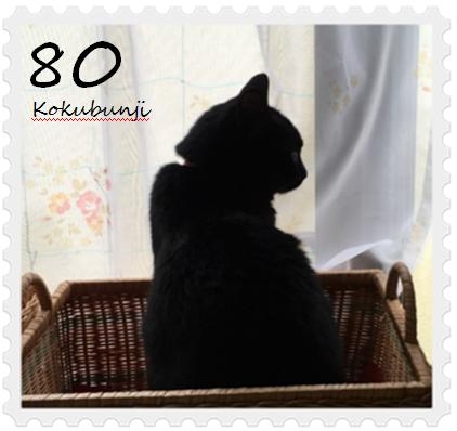 Cat pictures｜黒猫切手