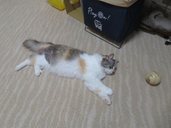 Cat pictures｜幸－086