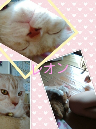Cat pictures｜れんさん