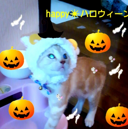 Cat pictures｜ハロウィーン♥