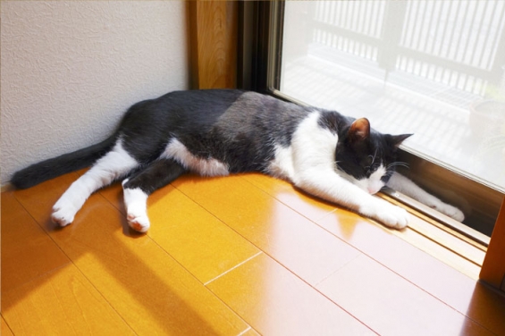 Cat pictures｜日向ぼっこ