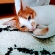 Cat pictures｜モナモナコ