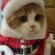 Cat pictures｜クリスマスにはちょっと早い(*_*)