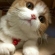 Cat pictures｜？　(*^-^*)