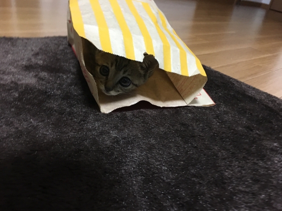 Cat pictures｜マックの袋に入りたガール