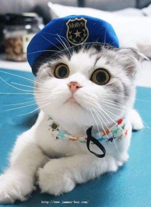 Cat pictures｜Cat with Hat