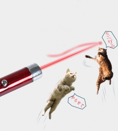 Cat pictures｜Cat pet laser play
