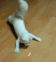 Cat pictures｜Pointeur laser chat