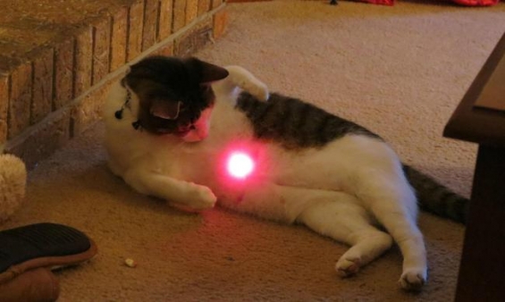 Cat pictures｜Pointeur Laser Chat