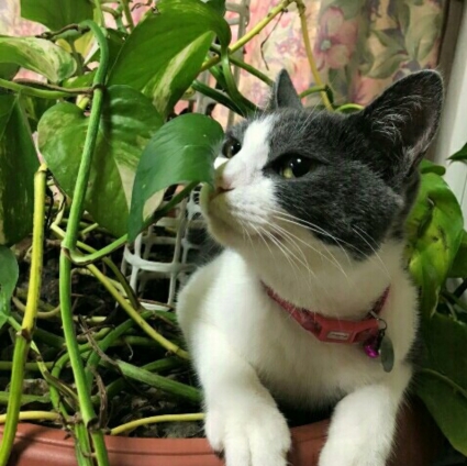 Cat pictures｜猫と観葉植物