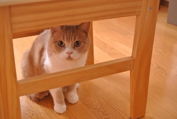 Cat pictures｜椅子の下から