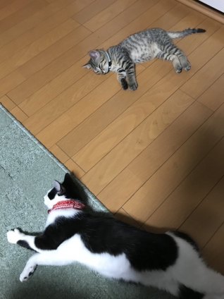 Cat pictures｜2匹のビミョ～な関係