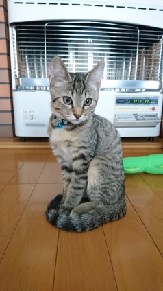 Cat pictures｜ストーブ最高！！！