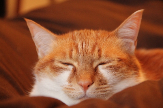 Cat pictures｜至福の眠り♡メルでーす！