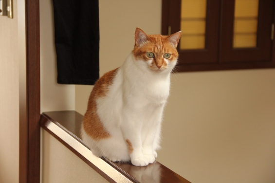 Cat pictures｜エジプト座り♡メルでーす！
