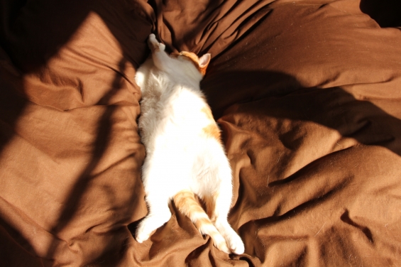 Cat pictures｜至福の昼寝メル１♡メルでーす！