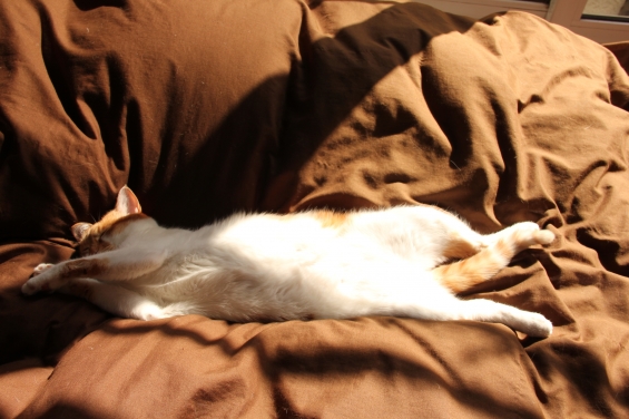 Cat pictures｜至福の昼寝メル２♡メルでーす！