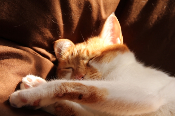 Cat pictures｜至福の昼寝メル３♡メルでーす！